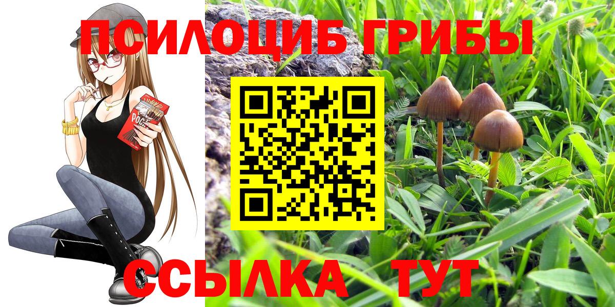 Галлюциногенные грибы Psilocybe Волхов